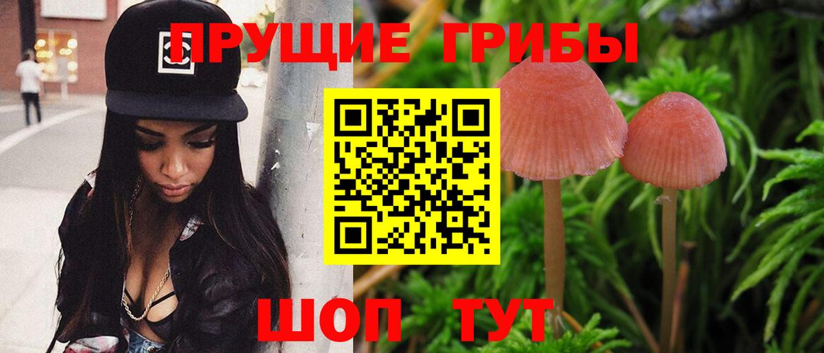Галлюциногенные грибы Psilocybe Всеволожск